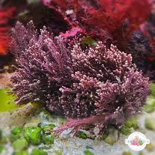 Image result for Microcoelia corallina