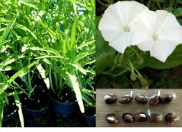 Image result for Ipomoea aquatica
