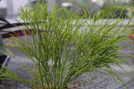 Image result for Psilotum nudum