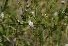 Image result for Seddera