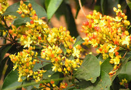 Image result for Campylospermum