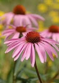 Illinois designated the violet (viola sp.) as the official state flower in 1908. 58 Illinois Prairie Ideas Prairie Plants Native Plants