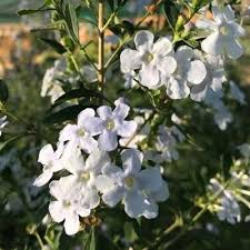 Image result for Freylinia