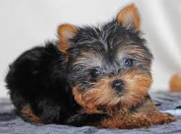 The yorkie is smart and independent, making him a dog who is both entertaining and notoriously stubborn. Teacup Yorkie Puppy For Sale Heavenly Puppies