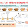 After the cells of interest have been isolated from living tissue, they can subsequently be maintained under carefully controlled conditions. Https Encrypted Tbn0 Gstatic Com Images Q Tbn And9gcq46hskflk Jz Ctdjwfd Tfvtll9wztq6wer27kc Uyqcxxkpu Usqp Cau