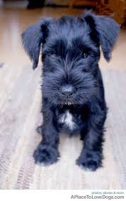 Black And White Schnauzer Aww What An Adorable Little Black Mini Schnauzer Miniature Schnauzer Schnauzer Cute Animals