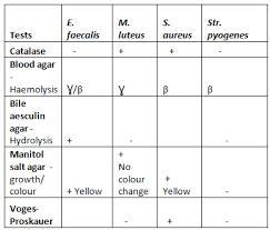 Identification Of Gram Negative Bacteria Using Biochemical