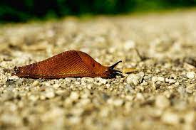 Slug Snail Spirit Animal Folklore And Symbolism