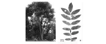 Image result for Centrolobium robustum