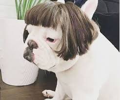 I cani possono uscire con i capelli bagnati? 10 Cani Con Parrucchino Che Vi Faranno Fare Delle Grasse Risate