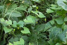 Image result for Zehneria pallidinervia