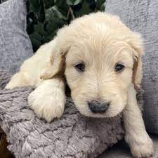 Goldendoodle Puppies Under 1000 Home Land Puppies