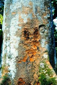 Image result for Intsia