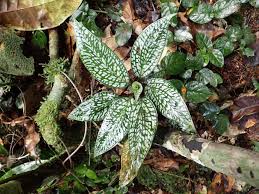 Image result for Manniella