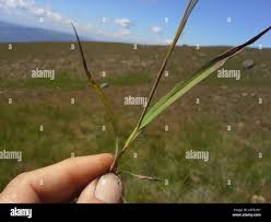 Image result for Monocymbium