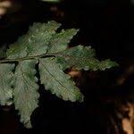 Image result for Asplenium macrophlebium
