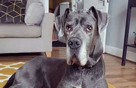 Check spelling or type a new query. Great Dane Dogs For Adoption