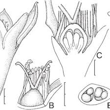 Image result for Aizoon schellenbergii