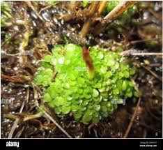 Image result for Genlisea