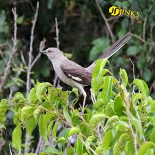 Birds Of East Texas Pictures Nice Photo Of Mockingbird View Real Estate Listings At Www Jinksrealty Com Bird Birds Birdsofinstagram Igbirds Majestic Wildli Cool Photos Photo Animals