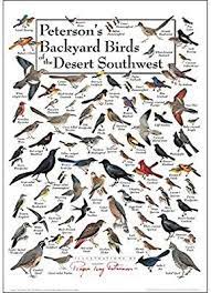 Amazon Com Earth Sky Water Poster Peterson S Backyard Birds Of The Desert Southwest Posters Prints Backyard Birds Water Poster Bird Poster