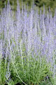 Image result for Perovskia atriplicifolia lacey blue lisslitt photo