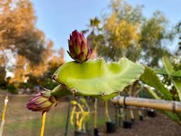 Image result for Aspilia mendoncae