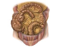 Systematic review of the efficacy and safety of colorectal stents. Anatomie Rektumresektion Nach Hartmann