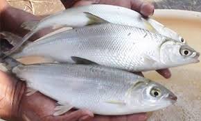 Tips pemilihan pump susu breast pump terbaik murah dan milkbooster tips banyakkan susu. Mengenal Profil Ikan Susu Umpan