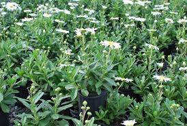 Image result for Isopyrum nipponicum