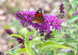 Image result for buddleia davidii