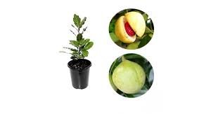 The nutmeg plant requires well drained soil with good water retention properties but no water logging. Buy Jaiphal Nutmeg Plant Online At Cheap Price On Plantsguru Com