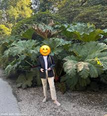 Image result for Gunnera