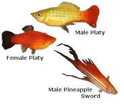 Pregnant Platies: Symptoms, Duration, Care Guide, Faqs