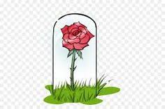 LA ROSA/AMORE