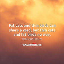 Fat Cats And Thin Birds Can Share A Yard But Thin Cats And Fat Birds No Way Idlehearts