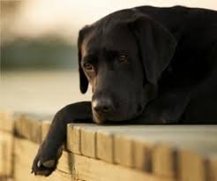 gluhota u sobak simptomy diagnostika lechenie prichiny set veterinarnyh centrov medvet