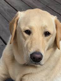 Happy Gotcha Day to Sydney