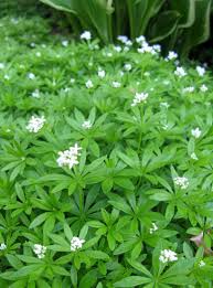 Check spelling or type a new query. Pin By Peg Prizer On Flowers Plants Shade Loving Perennials Sweet Woodruff Ground Cover Shade
