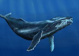 I was lobster diving and a humpback whale tried to eat me. Michael Jespersen Humpback Whale