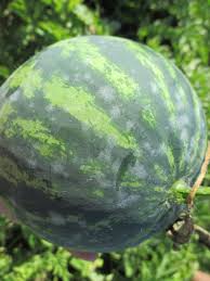Powdery Mildew Of Watermelon Purdue University Vegetable Crops Hotline