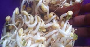 Sebelum memulai proses pembuatan pupuk tauge ini, marilah terlebih dahulu kita mempersiapkan alat dan bahan yang dibutuhkan. Cara Tanam Tauge Mudah Dan Cepat Tumbuh Blog Sihatimerahjambu