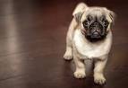 How Much Does A Pug Cost & What Makes Them So Expensive