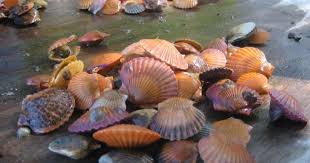 What's the best, the worst and the most popular shellfish in the world? Marine Shellfish Populations Estimated To Be At Risk From Ocean Acidification Nccos Coastal Science Website