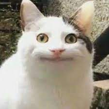 Ollie The Polite Cat Love Meme
