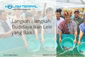 7 Tahap Cepat Budidaya Ikan Lele Yang Baik Ikan Ikan Asap Sumber Daya Air