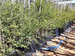 Image result for Halleria