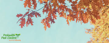 Do it yourself and save money, time and frustration. Fall Pest Control What Pests Will Be Emerging In Florida Soon