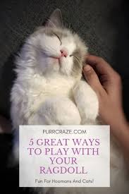 What's important at this stage is that your cat is gaga over. 5 Great Ways To Play With Your Ragdoll Cat Purr Craze