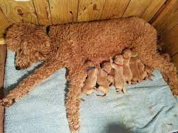 Our golden irish, golden retriever and poodle parents all live here at sunshine acres. Goldendoodle Puppy Dog For Sale In Columbus Georgia